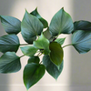 6" Homalomena Emerald Gem