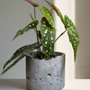 6" Lacuna Basic Mortar Planter