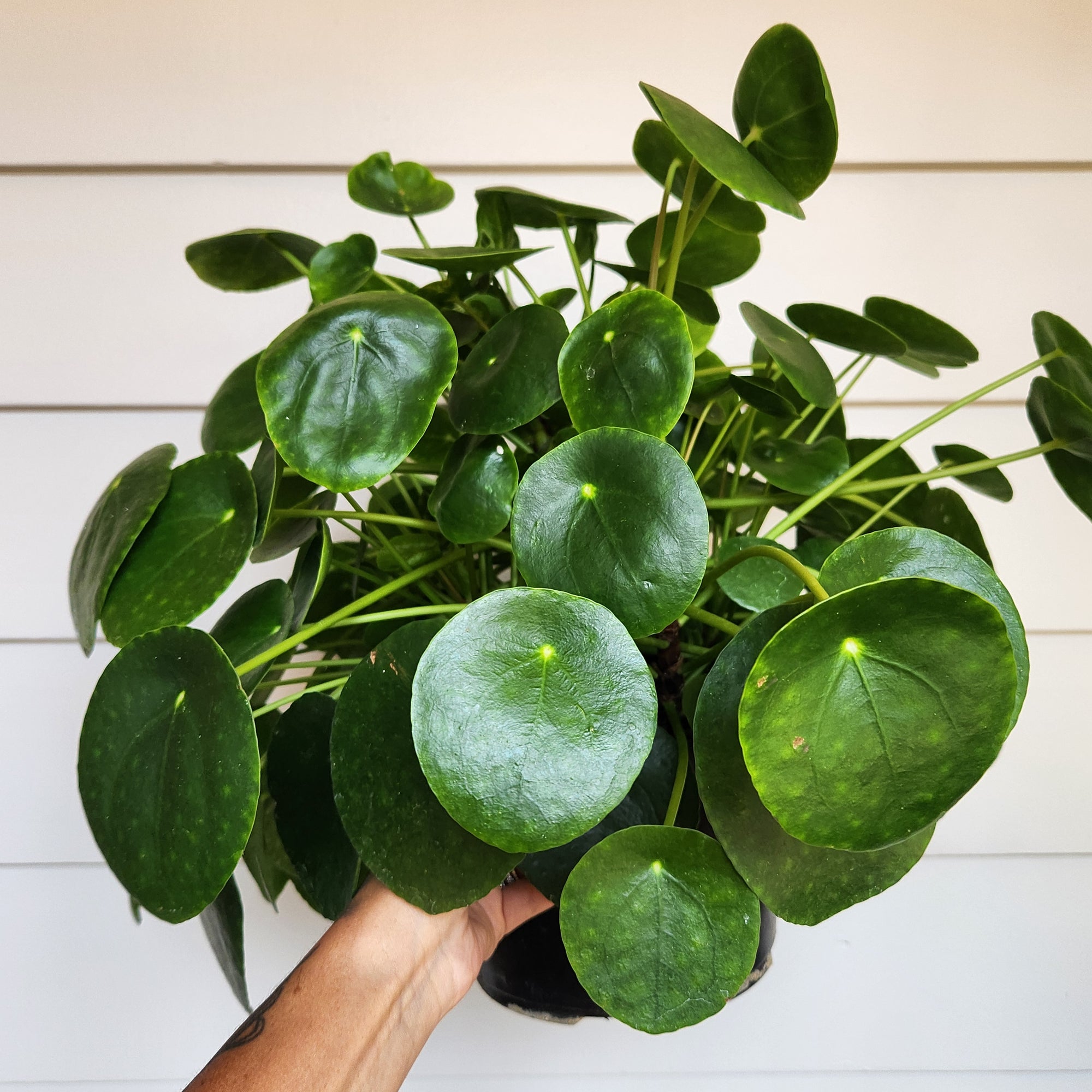 8" Pilea Pepermioides Money Plant