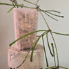 2" Hoya Retusa