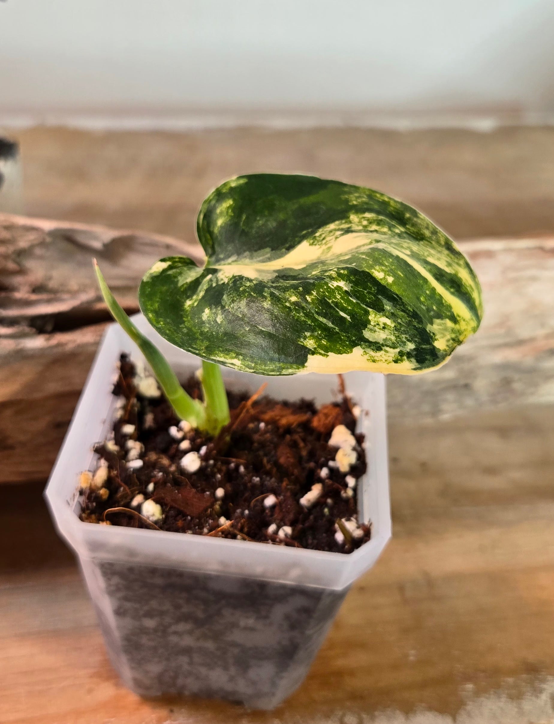 3" Scindapsus Jade Variegated