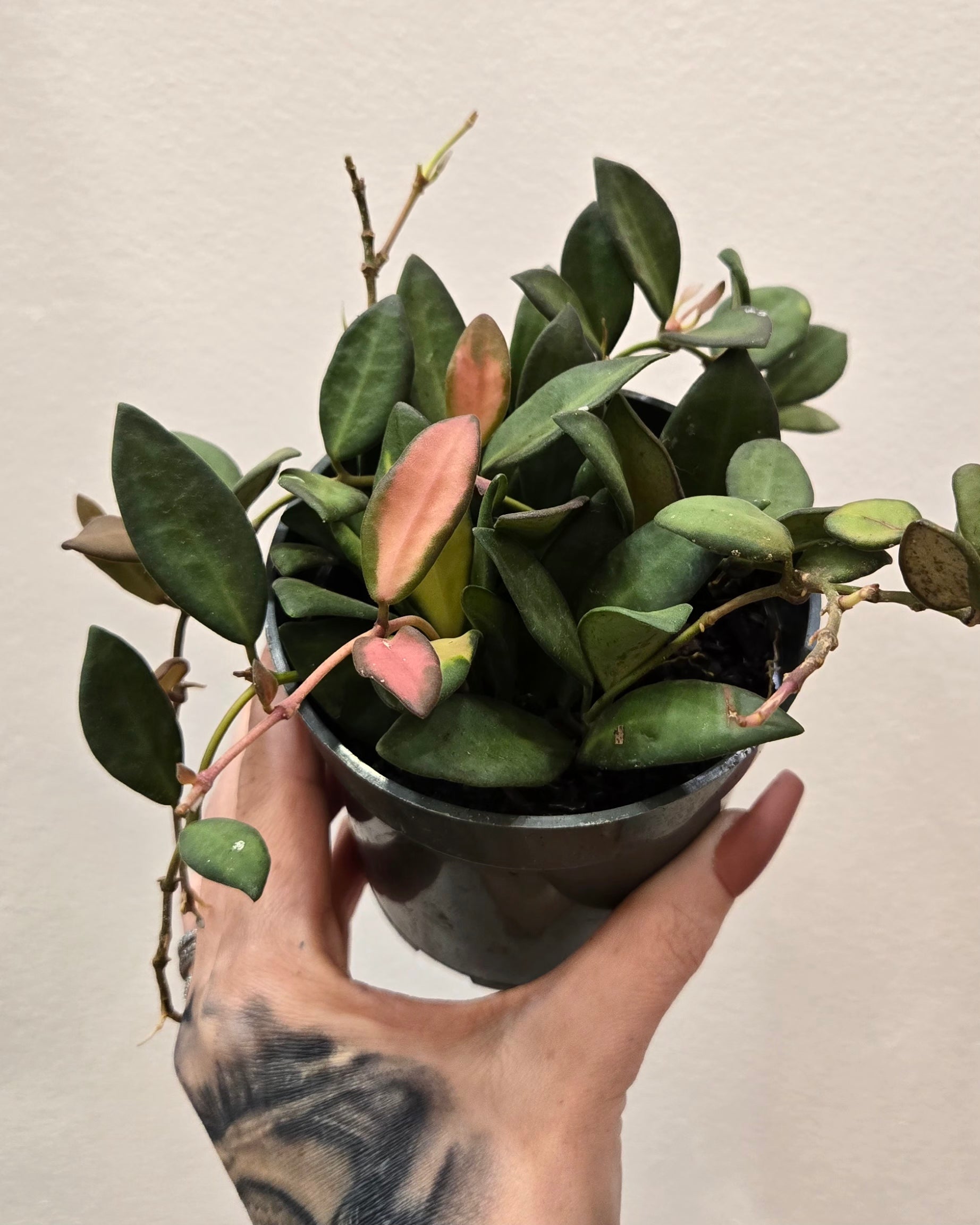 4" Hoya Variegated Burtoniae