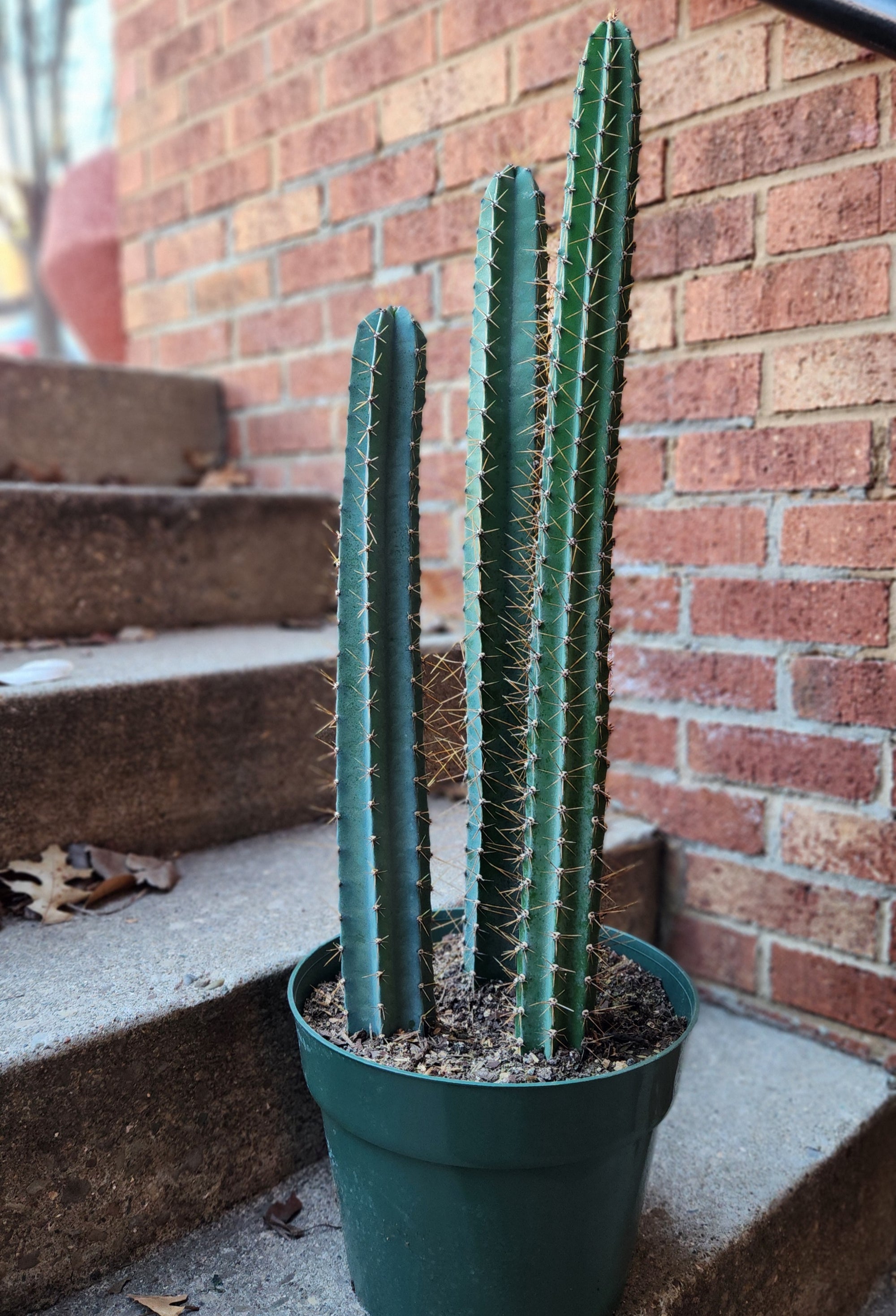 10" Polaskia Chichipe Cactus