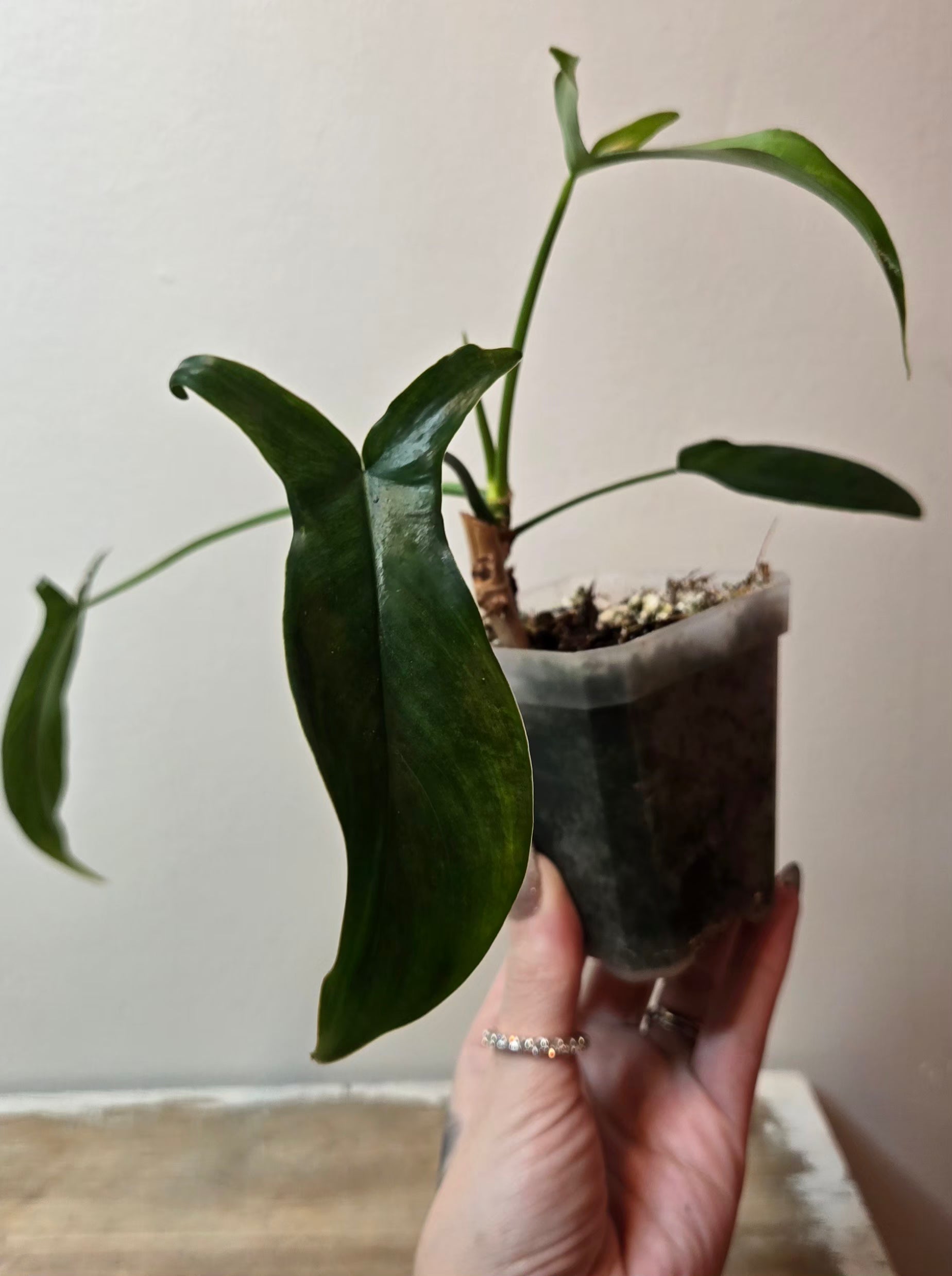 is philodendron a vine Philodendron Pedatum – VORA + VINE