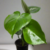 4” Monstera Deliciosa