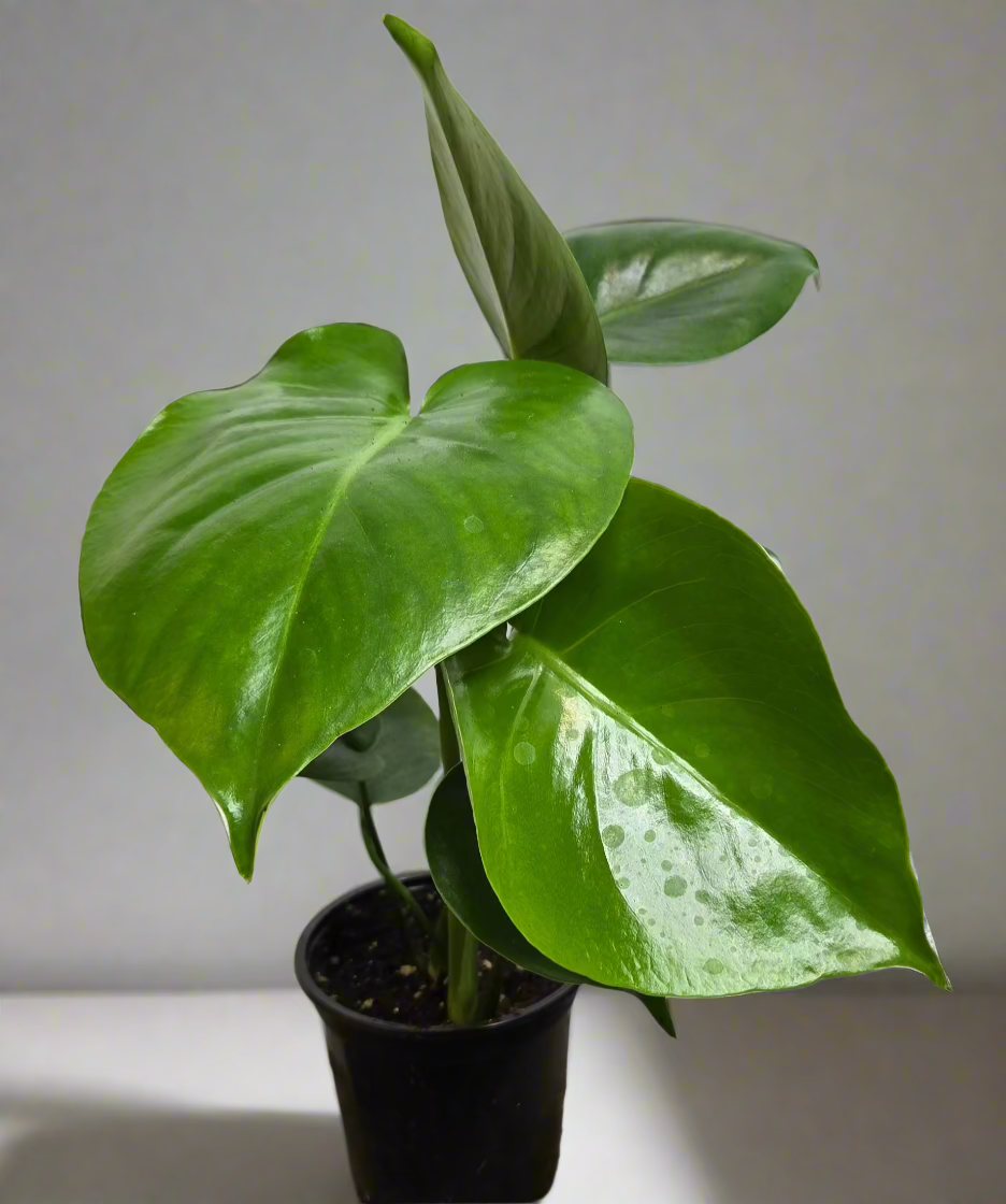4” Monstera Deliciosa