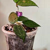 4" Hoya Black Margin