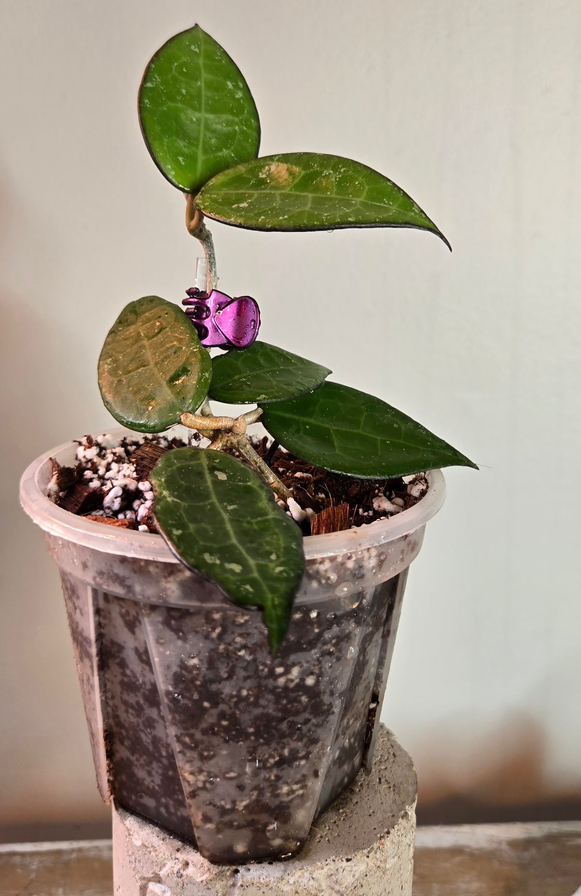 4" Hoya Black Margin