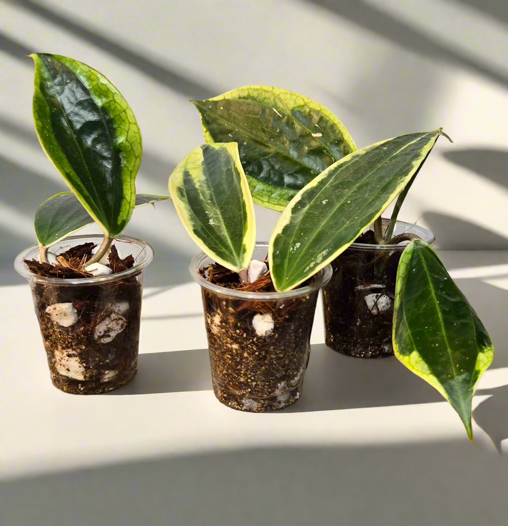 2" Hoya Macrophylla Variegated