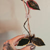 2" Hoya Pink Flamingo Dream
