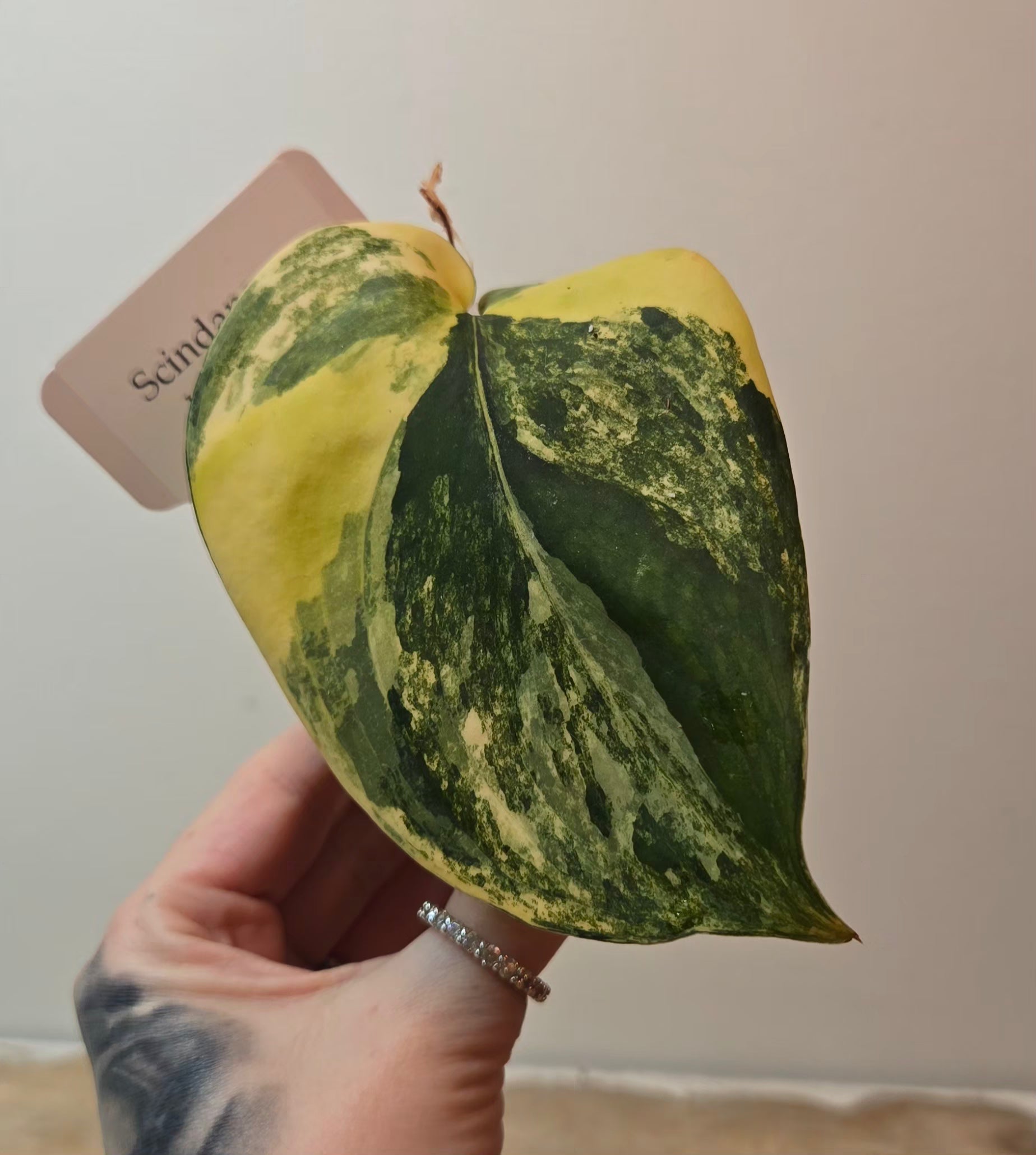 Scindapsus Jade Aurea (C1)