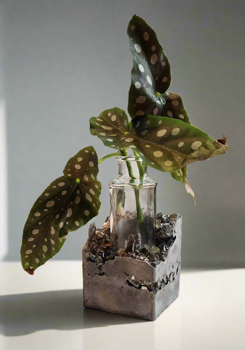 Lacuna Propagation Block #821