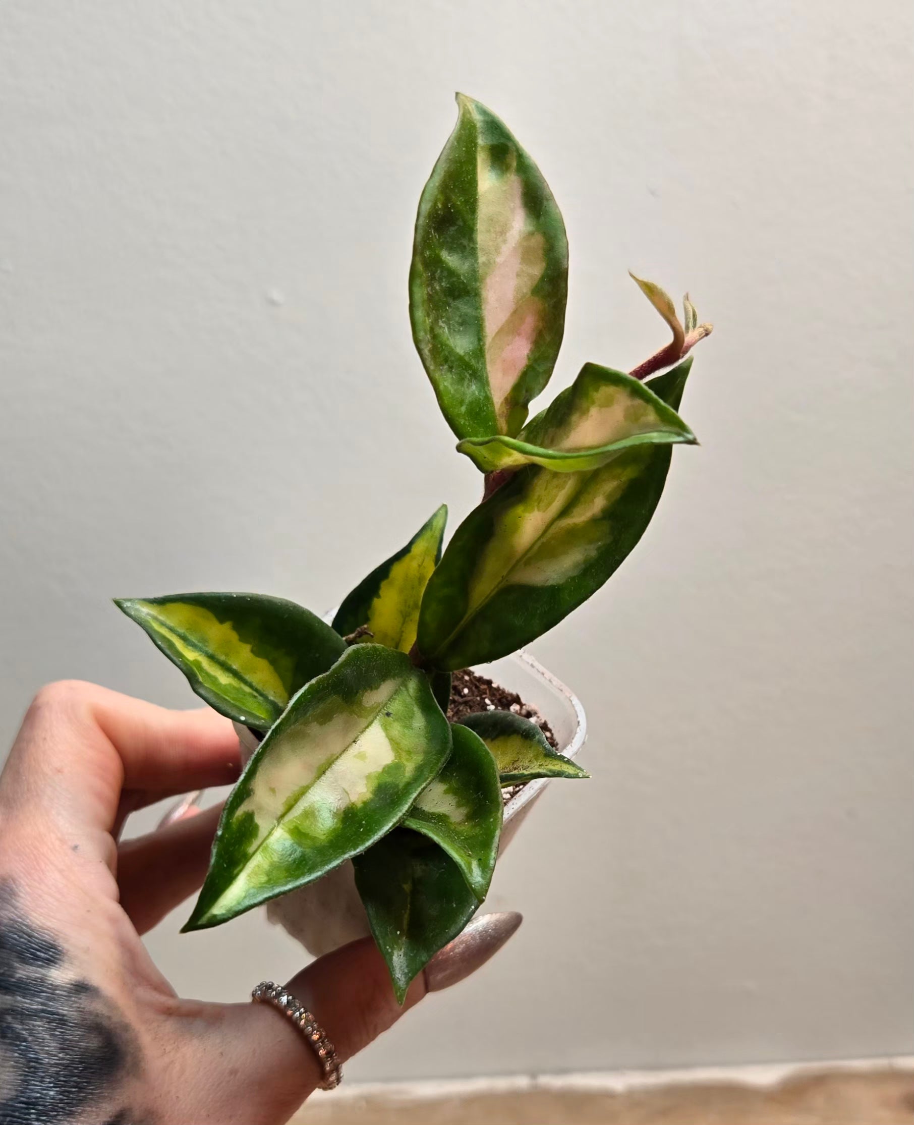 2" Hoya Carnosa 'Krimson Princess' (A1)