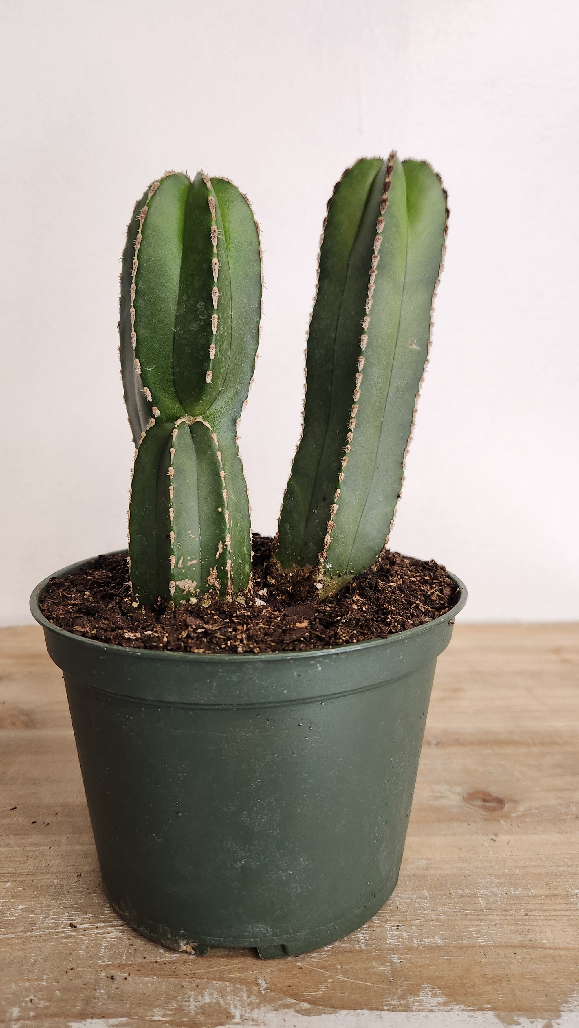 Mexican Fence Post Cactus