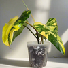 5" Philodendron Variegated Domesticum