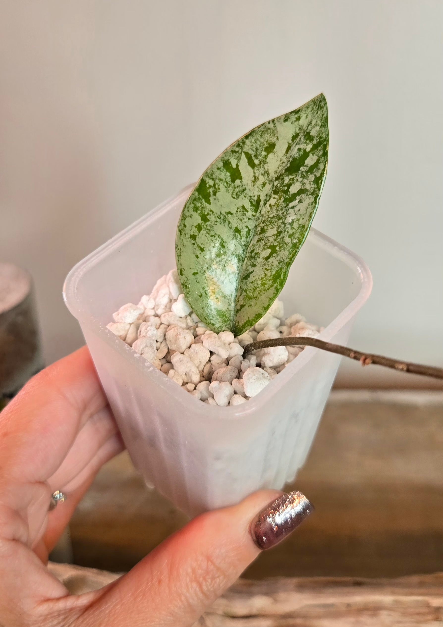 2" Hoya Wilbur Graves