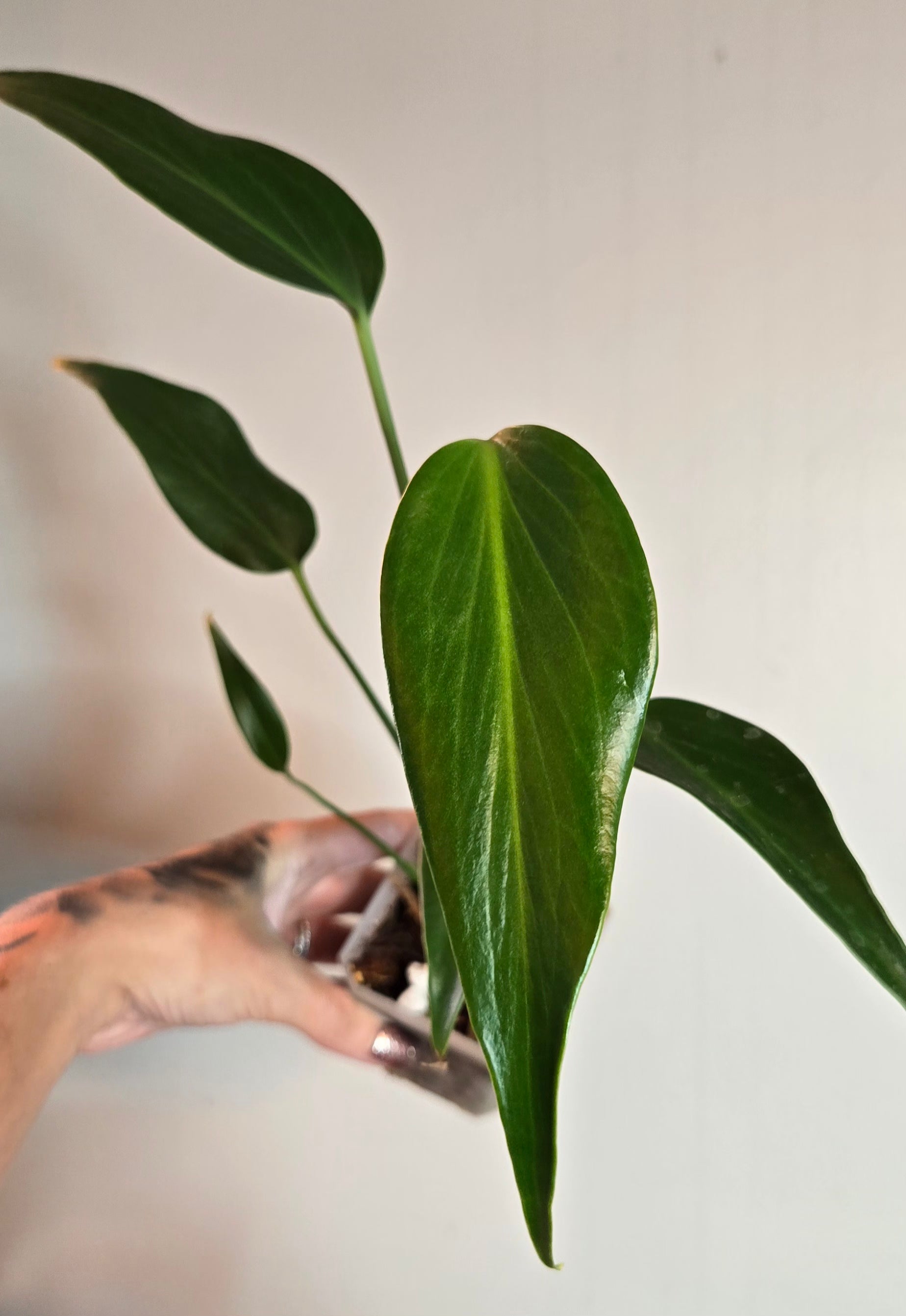 4" Monstera Burle Marx Flame