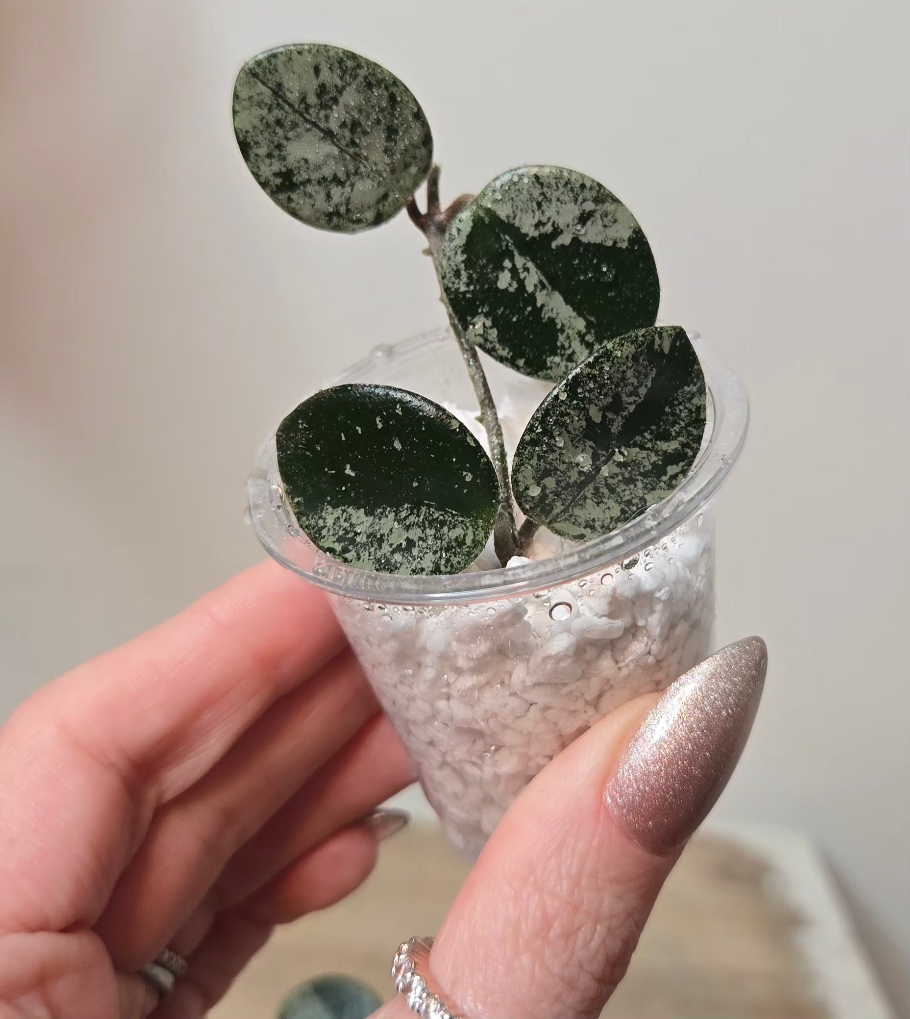 Hoya Mathilde Splash – VORA + VINE