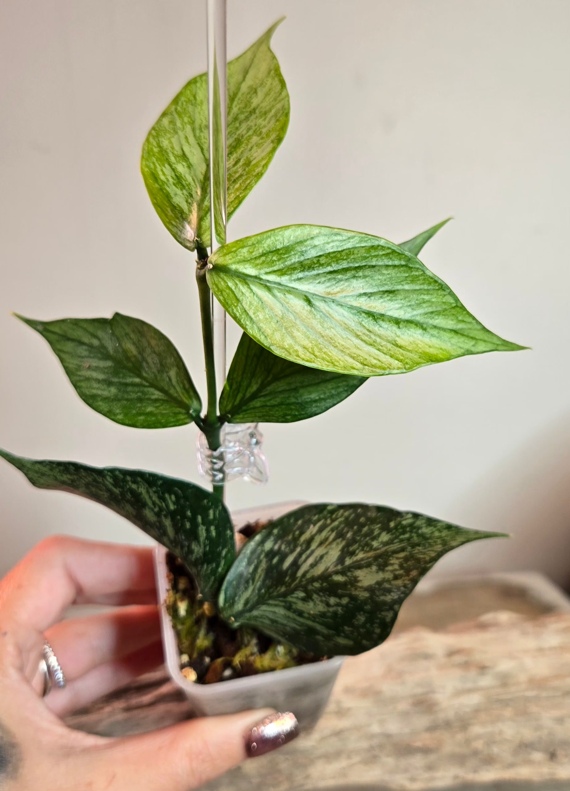 3" Hoya Polyneura Splash