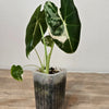 Alocasia Variegated Frydek