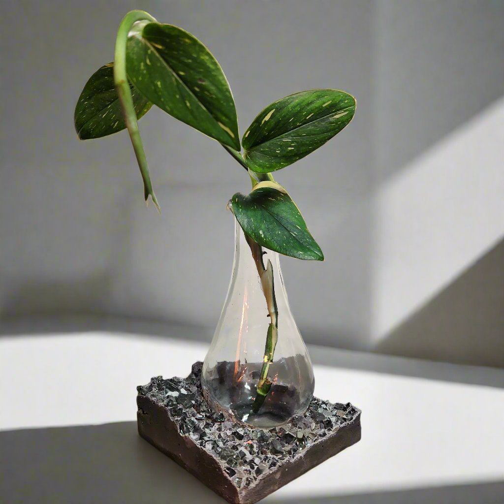 Lacuna Propagation Block #810