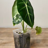 Alocasia Variegated Frydek
