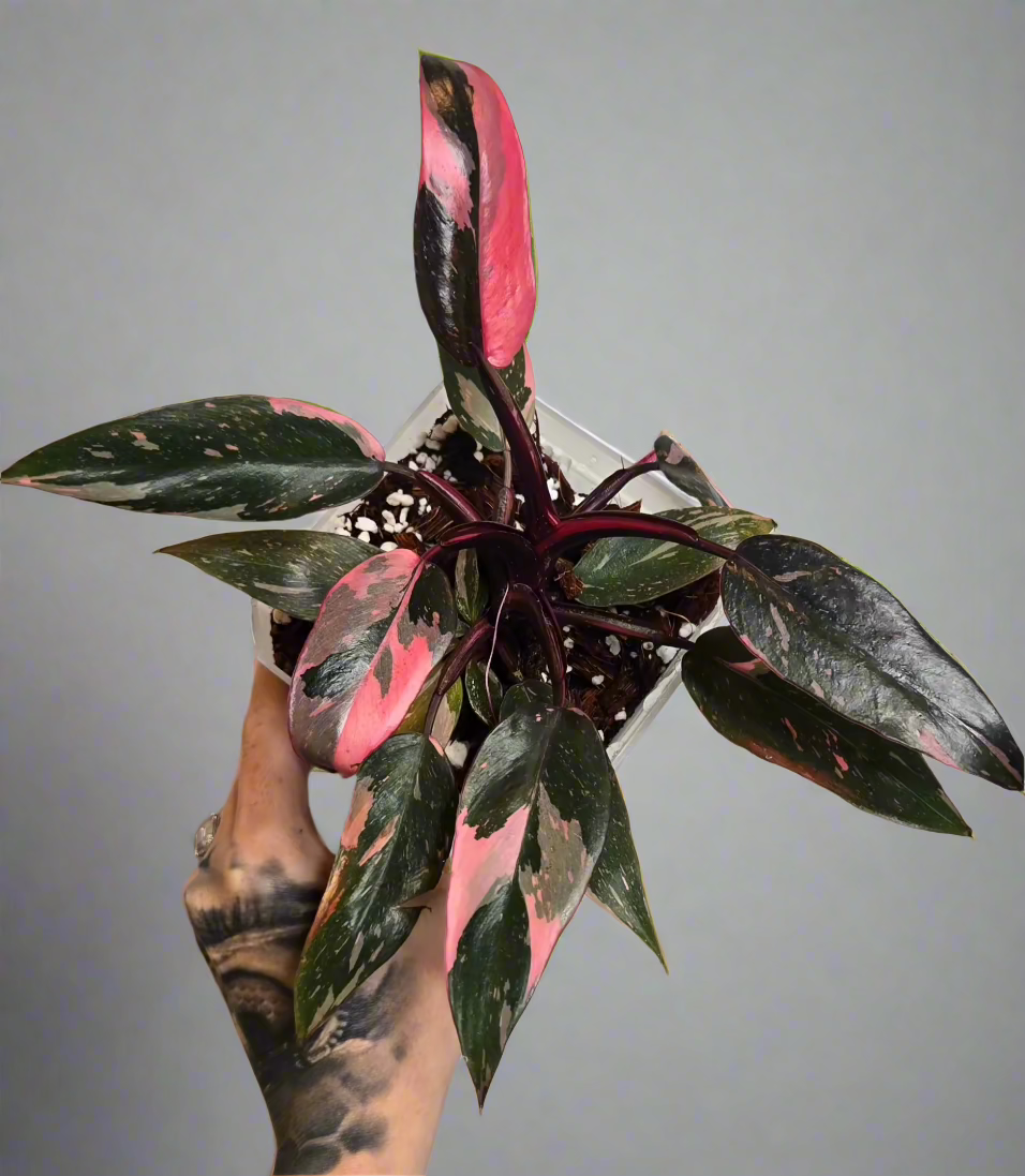 4" Philodendron Pink Princess