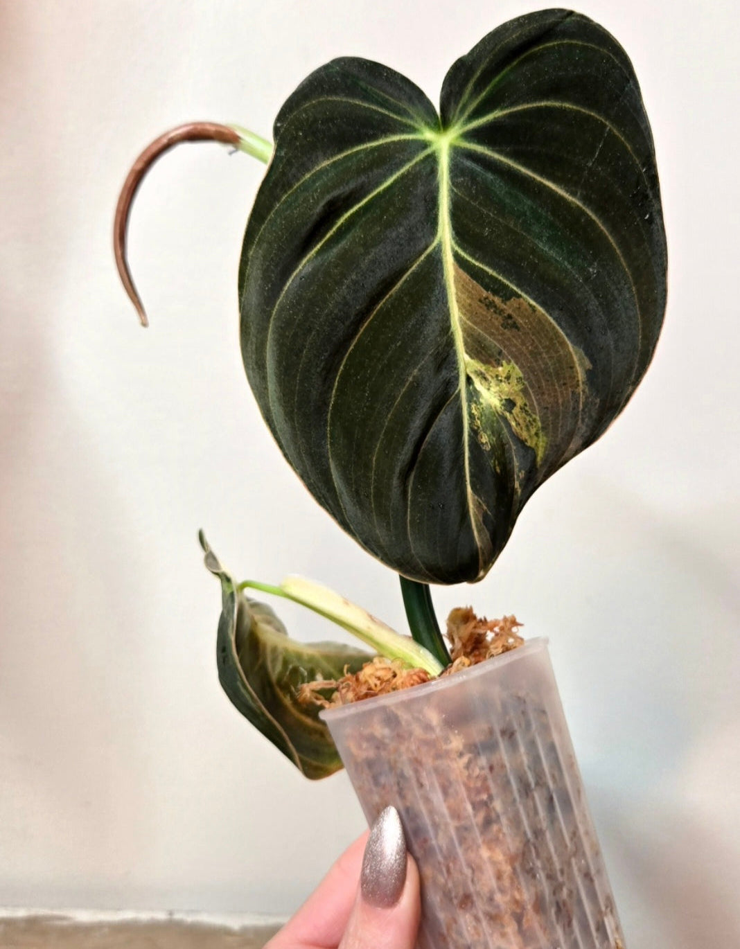 Philodendron Variegated Melanochrysum