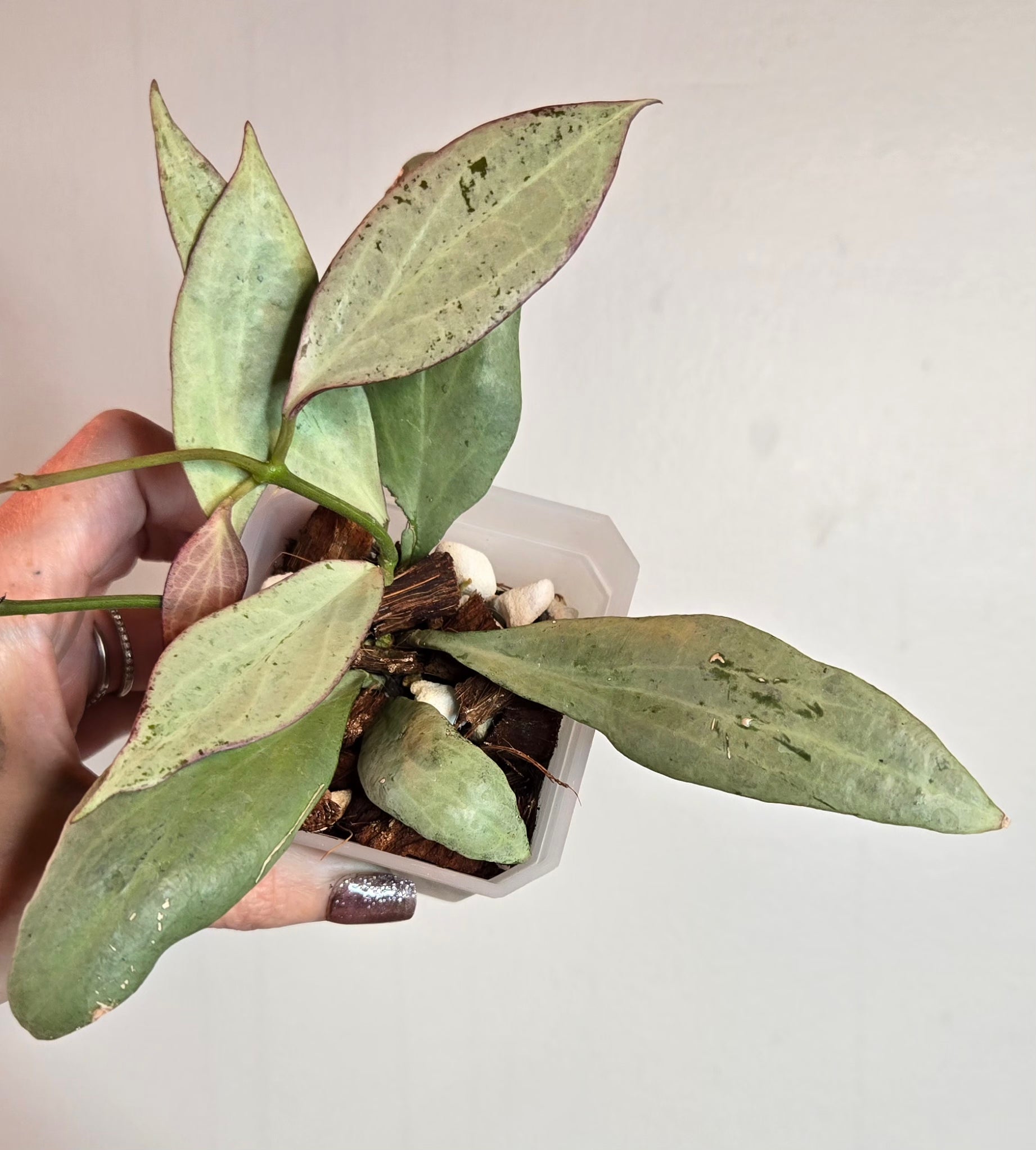 3" Hoya New Guinea Ghost (A)