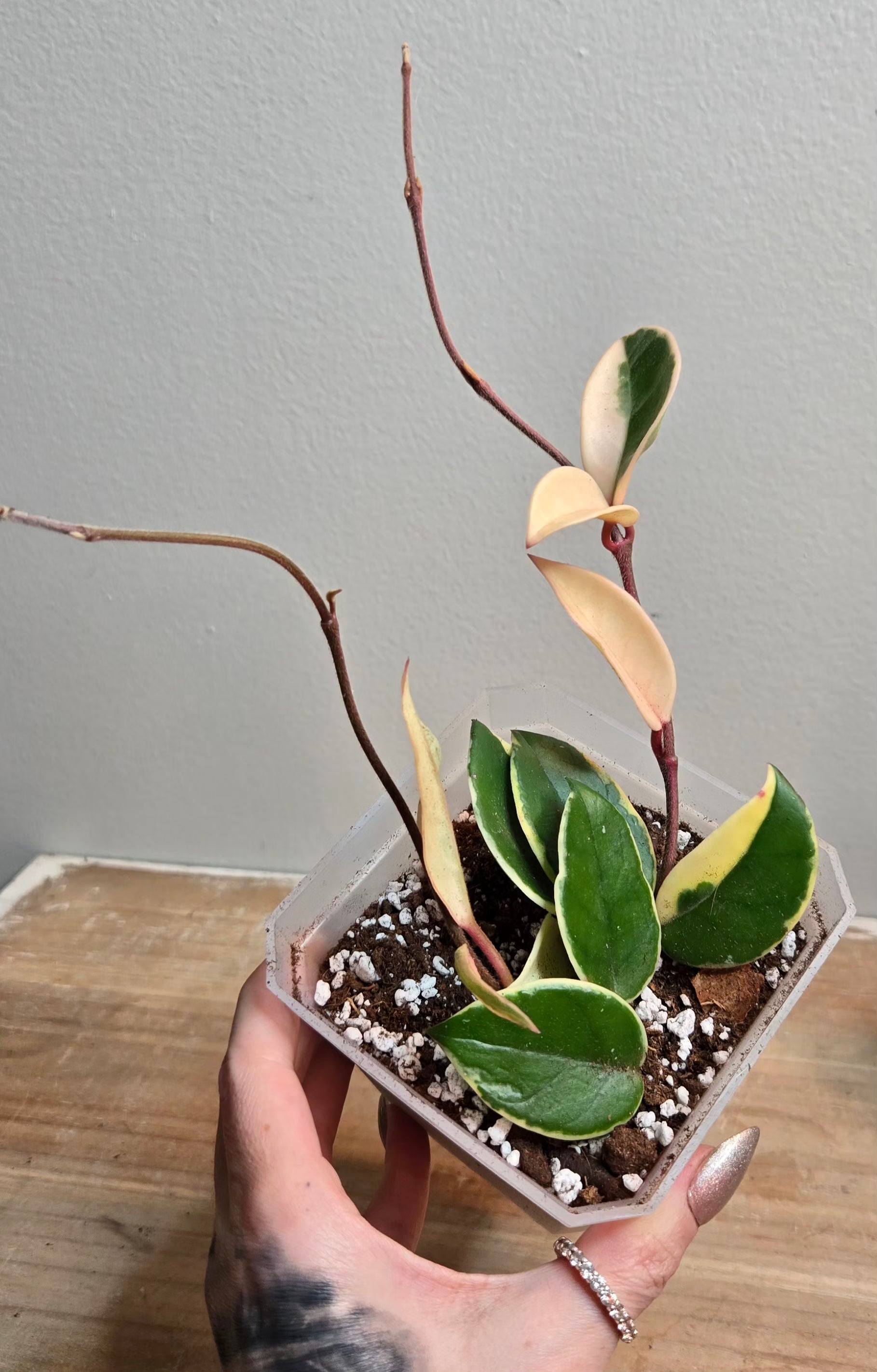 4" Carnosa Queen Hoya (B)