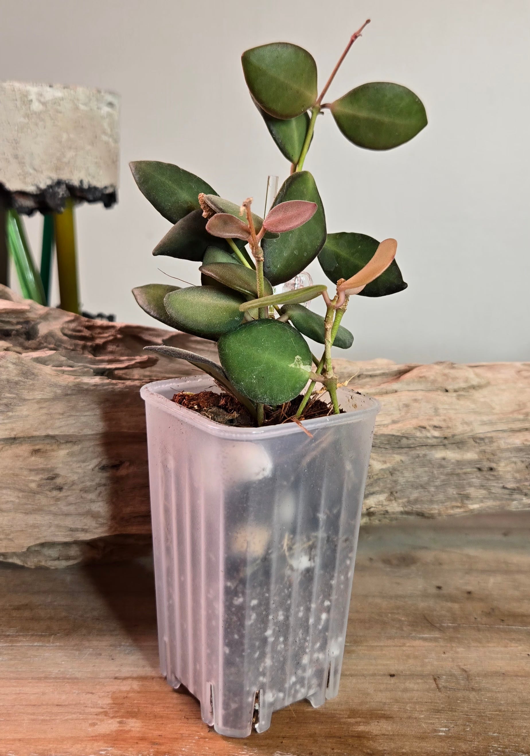 2" Hoya Burtoniae