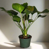 6" Homalomena Emerald Gem