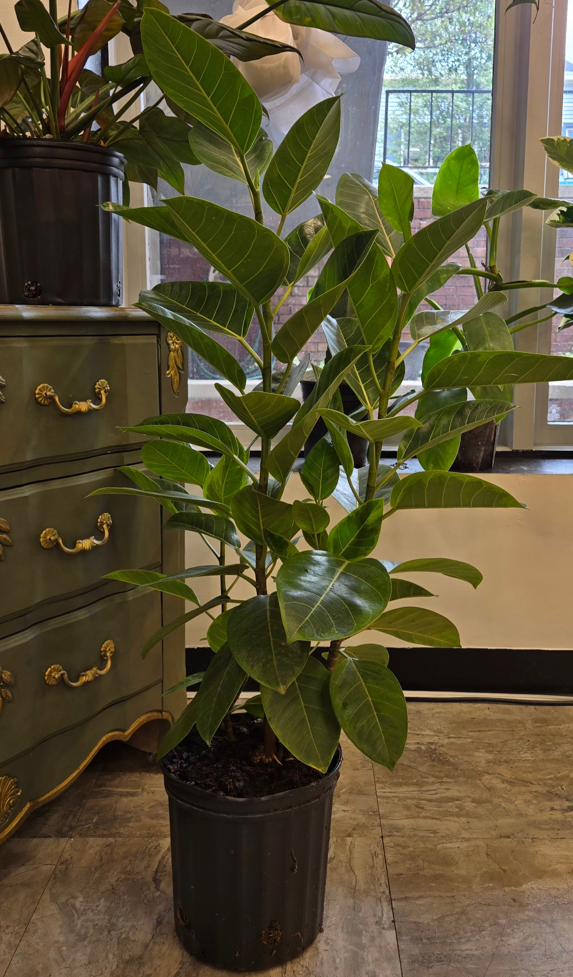 8" Ficus Altissima ‘Lemon Lime’