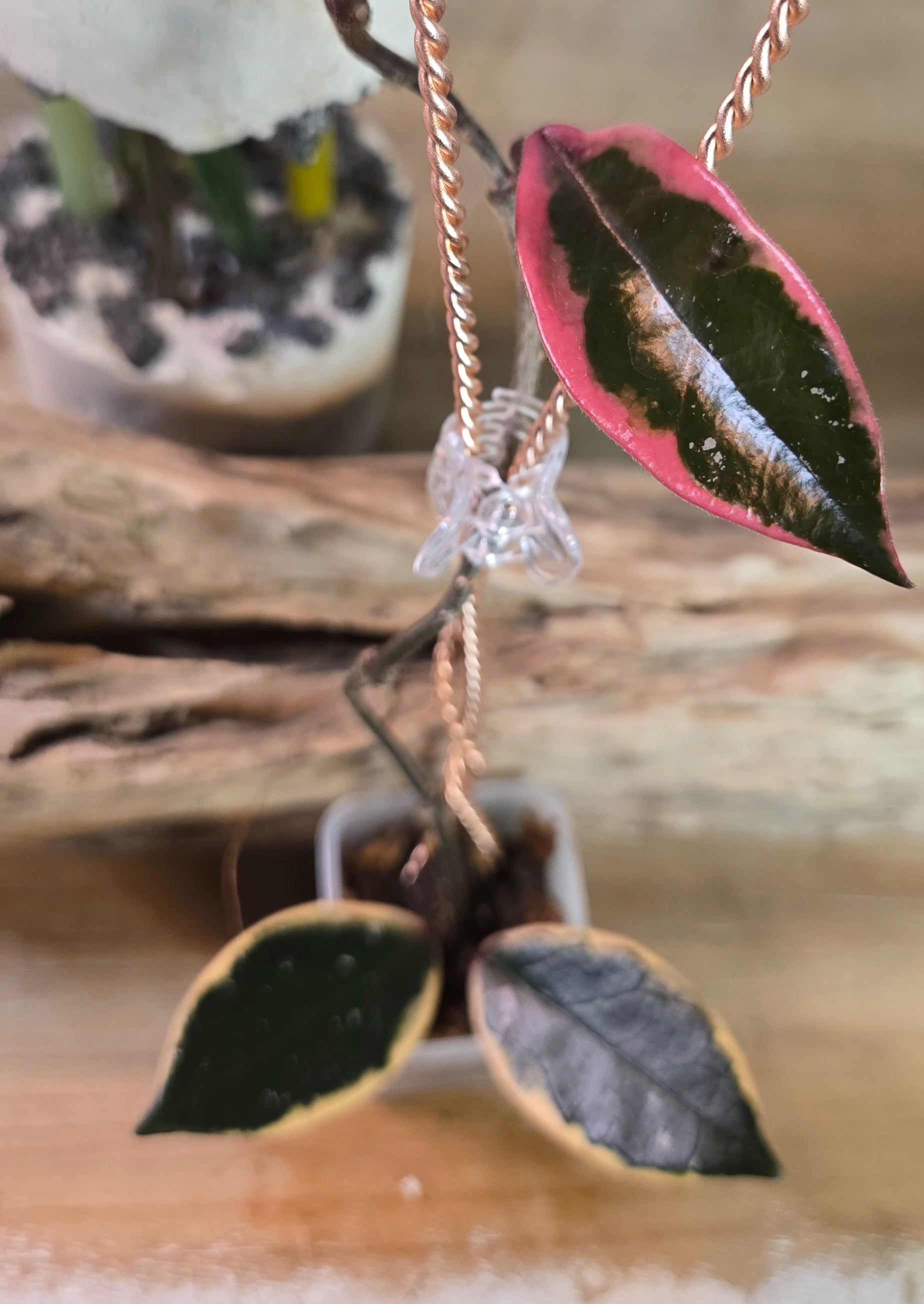 2" Hoya Pink Flamingo Dream