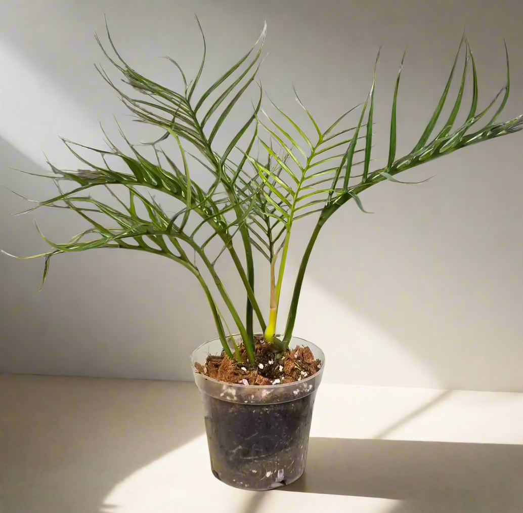 4" Philodendron Tortum