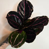 4" Calathea Roseopicta