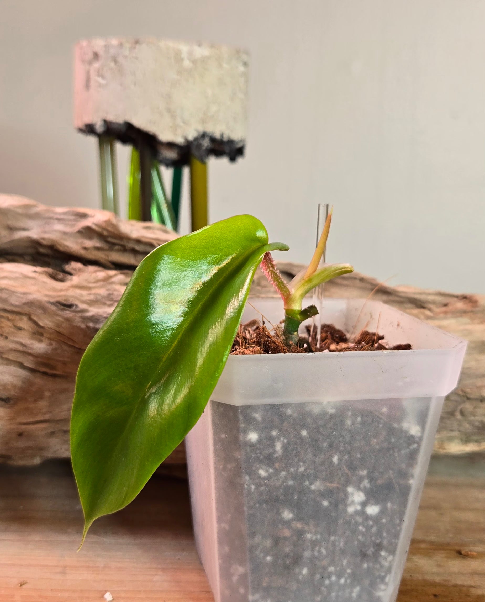 3" Philodendron Squamiferum