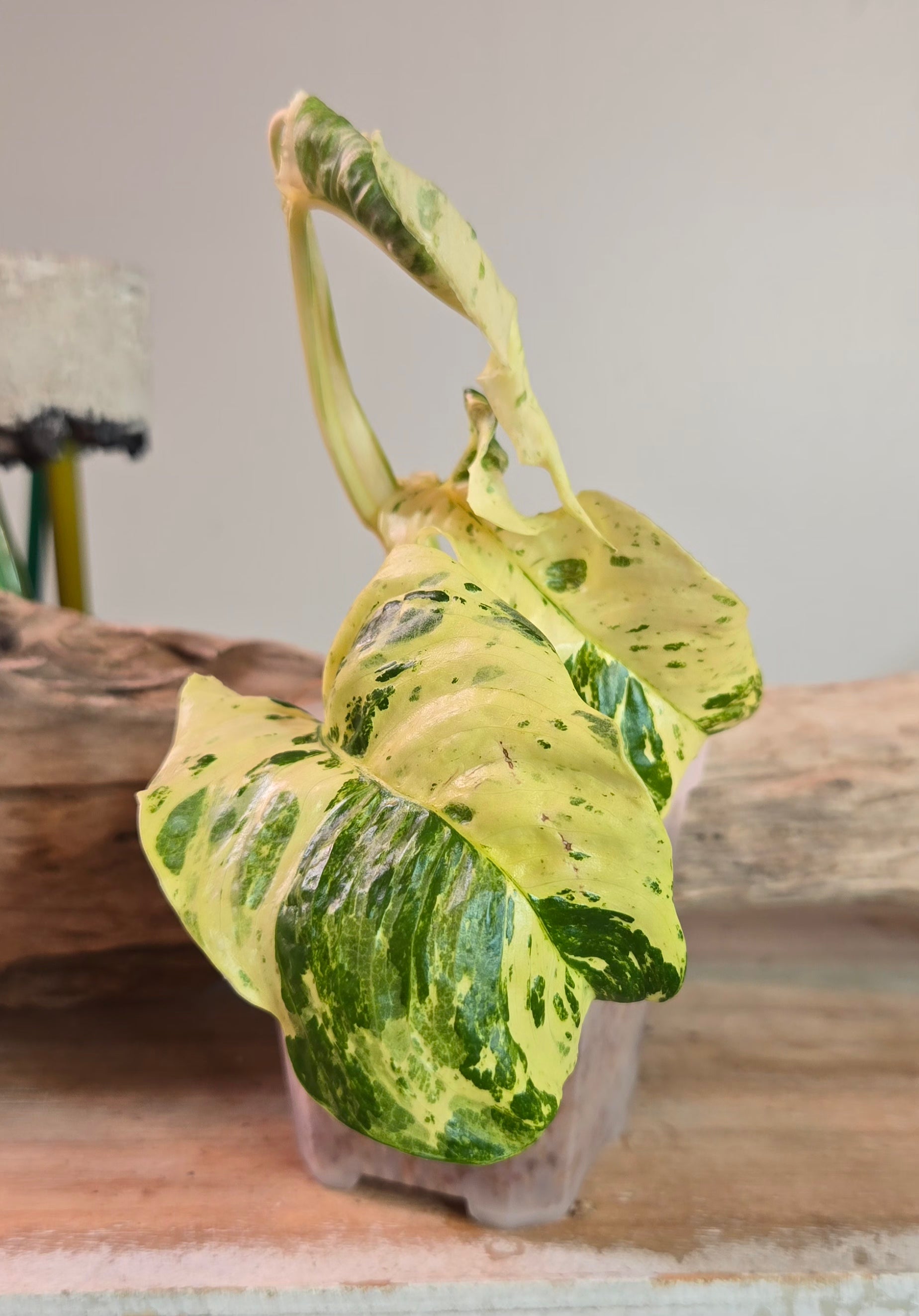 3" Rhaphidophora Puberula Variegated