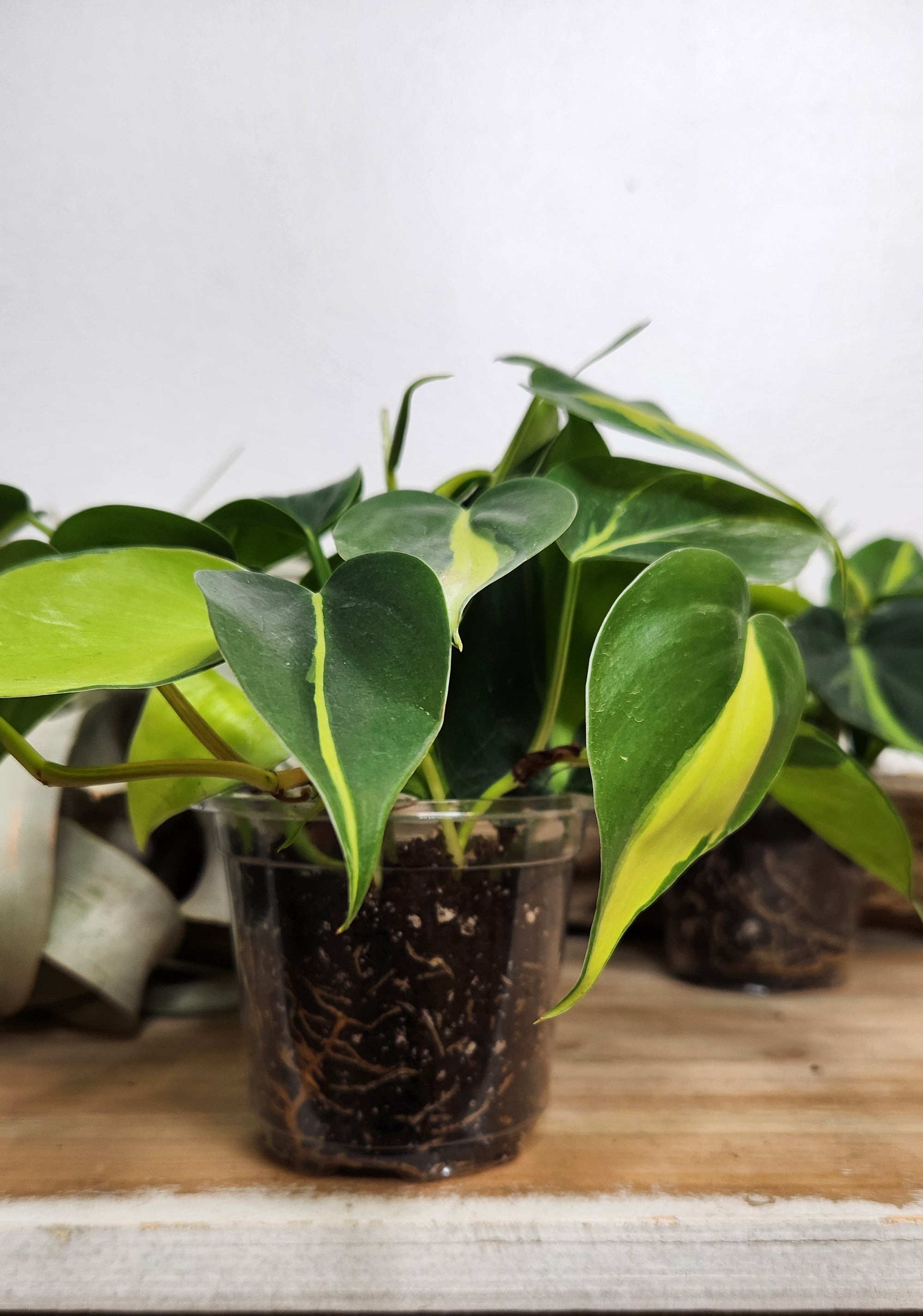 4" Philodendron Hederaceum  Brasil
