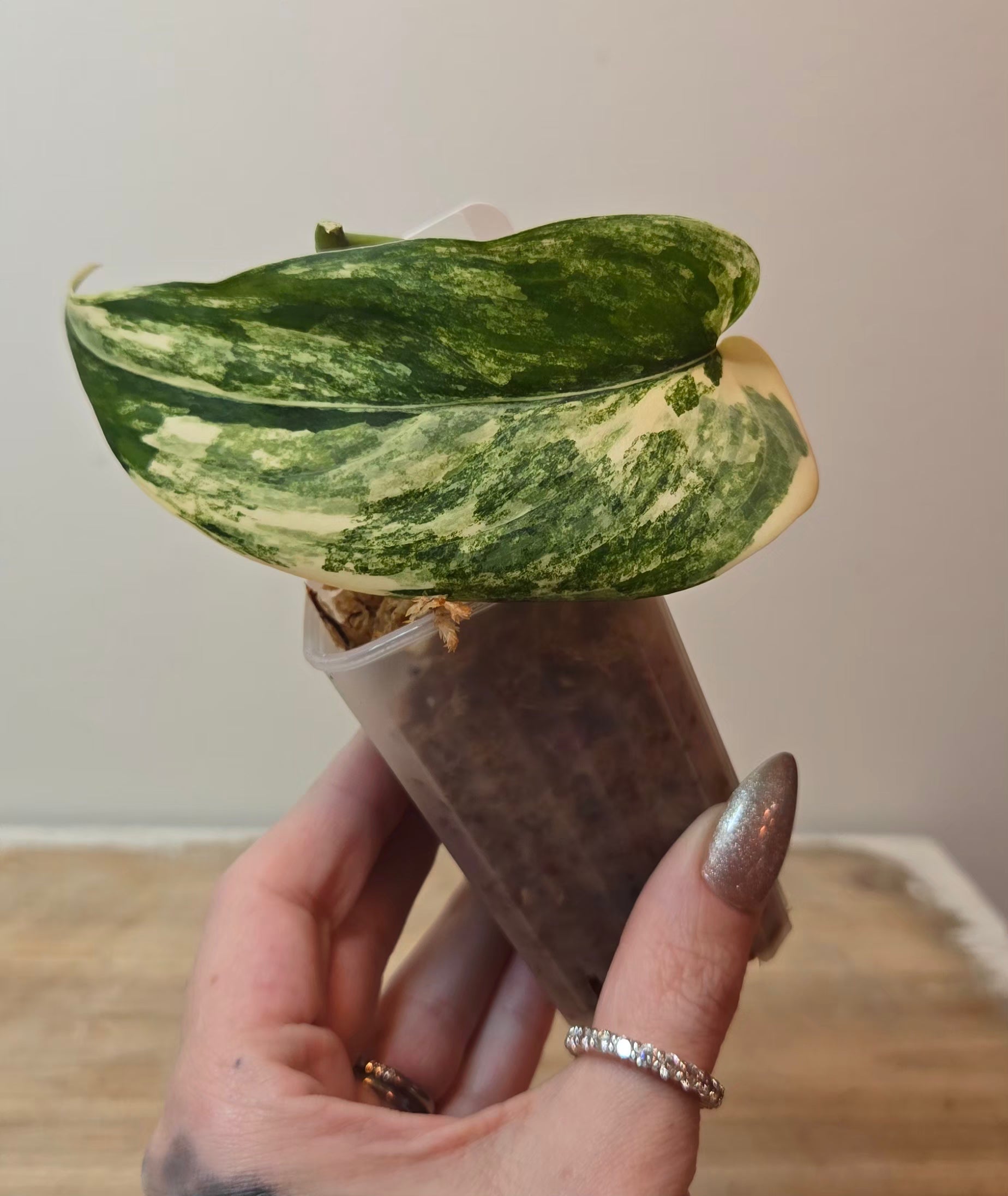 Scindapsus Jade Aurea (A1)