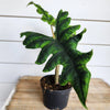 6" Alocasia Jacklyn