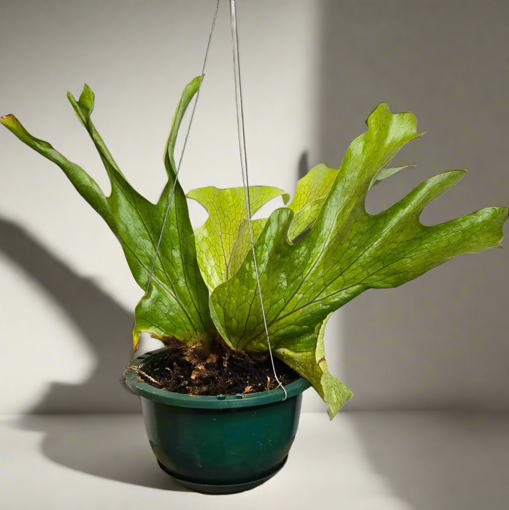 6" Staghorn Fern HB