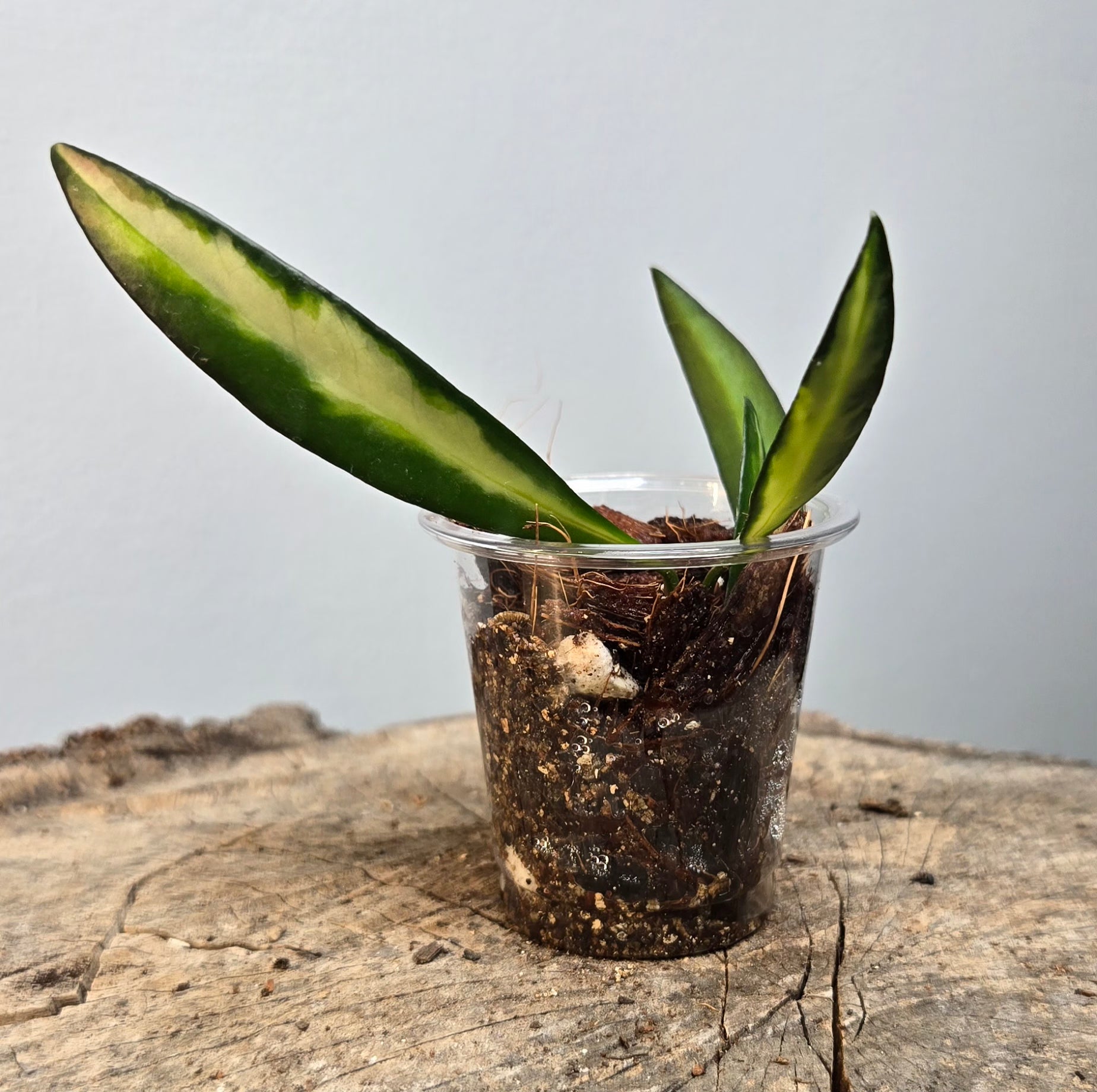 2" Hoya Wayetii Variegated