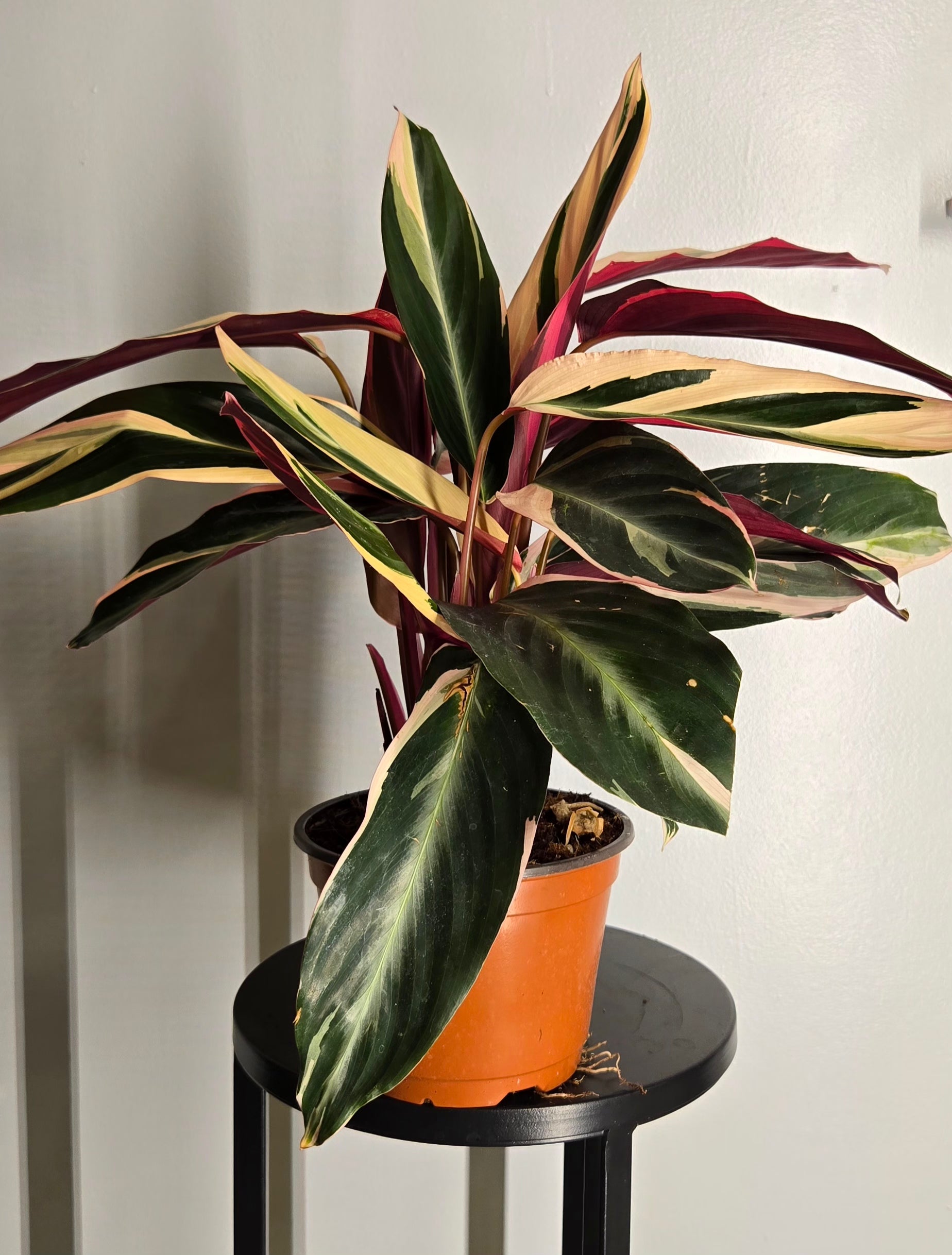 6" Triostar Stromanthe Calathea