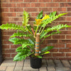 8" Philodendron Golden Crocodile