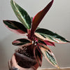 Calathea Triostar Stromanthe