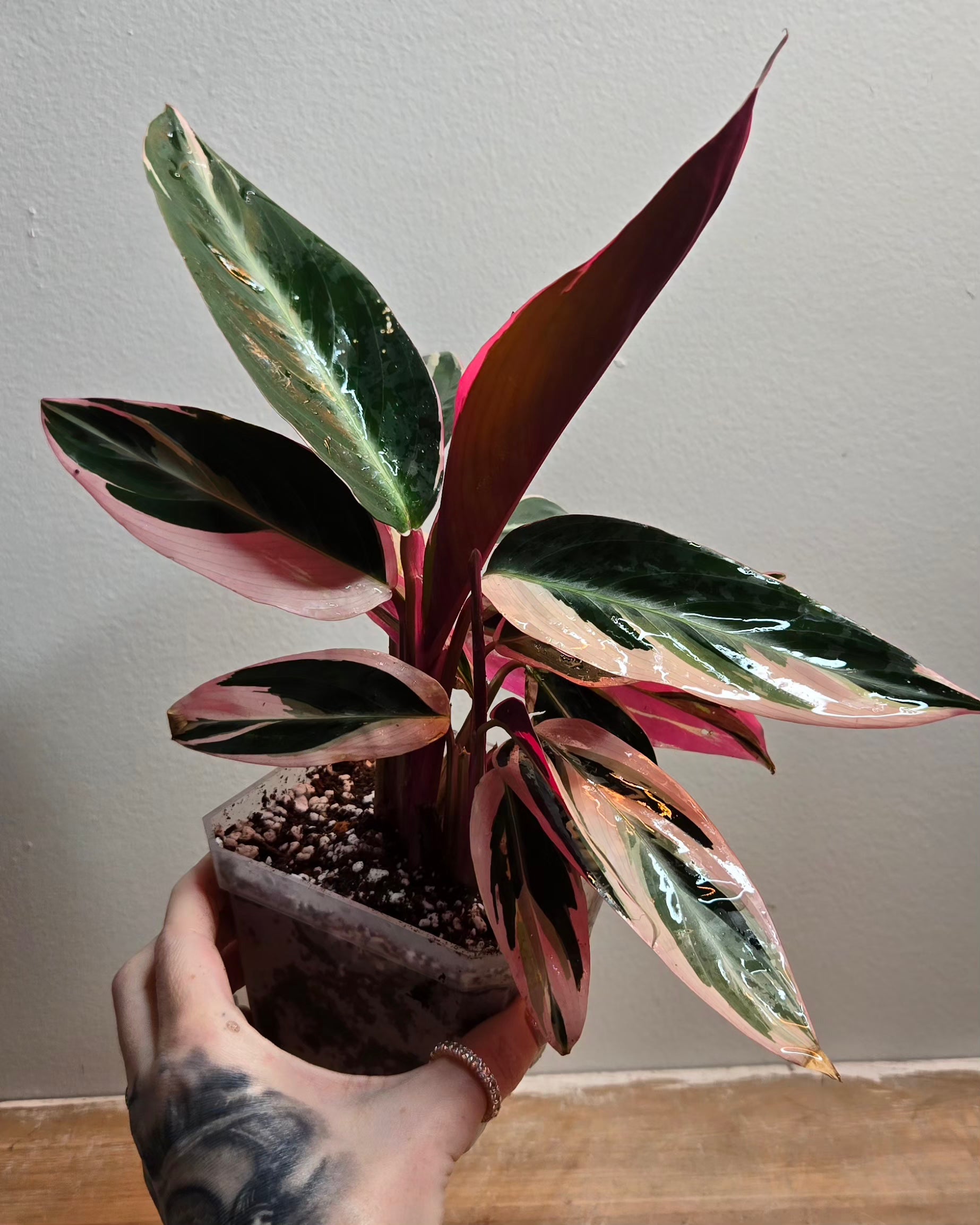 Calathea Triostar Stromanthe