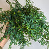 8" Selaginella Rainbow Fern HB