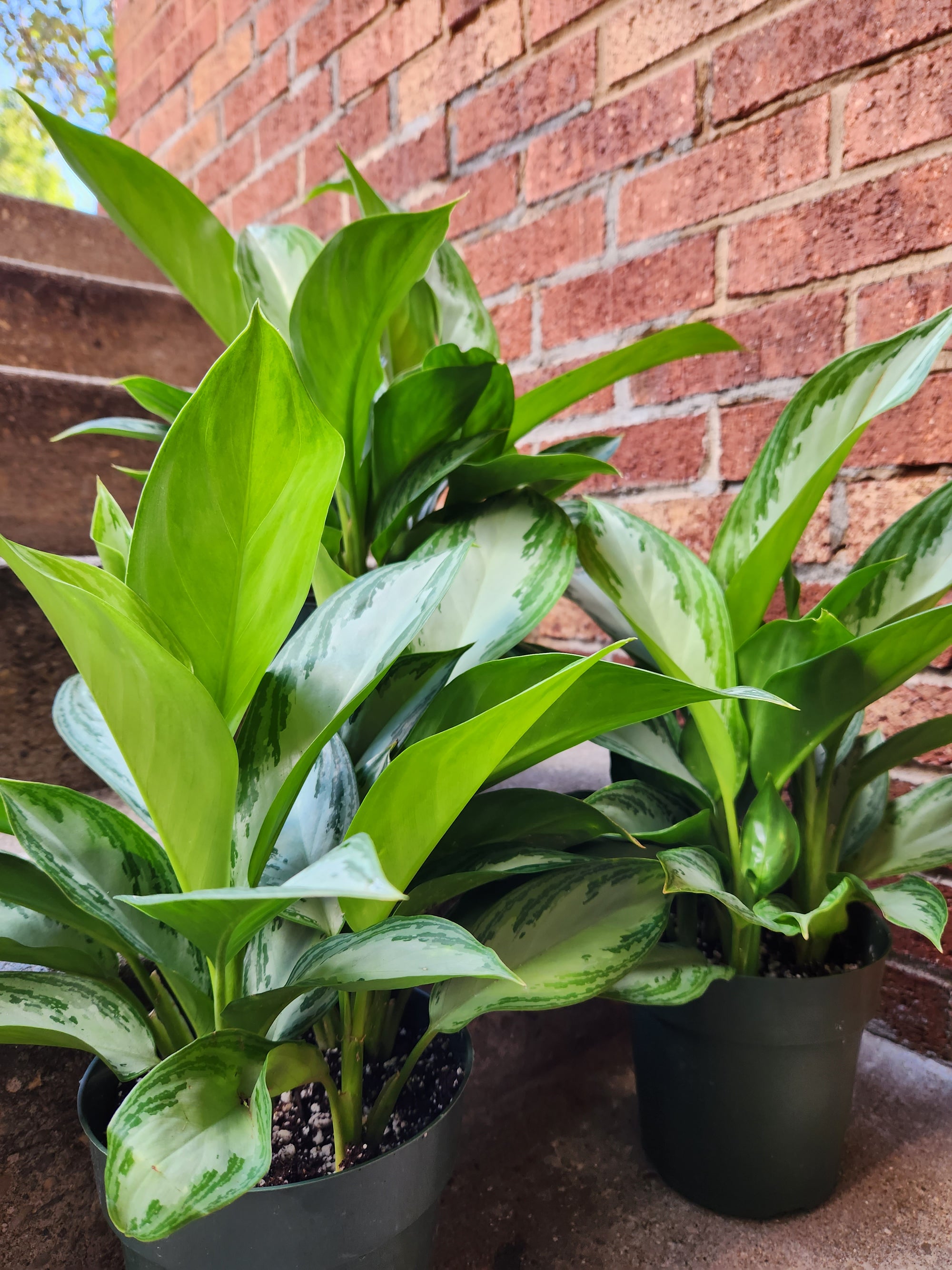 6" Aglaonema Silver Bay