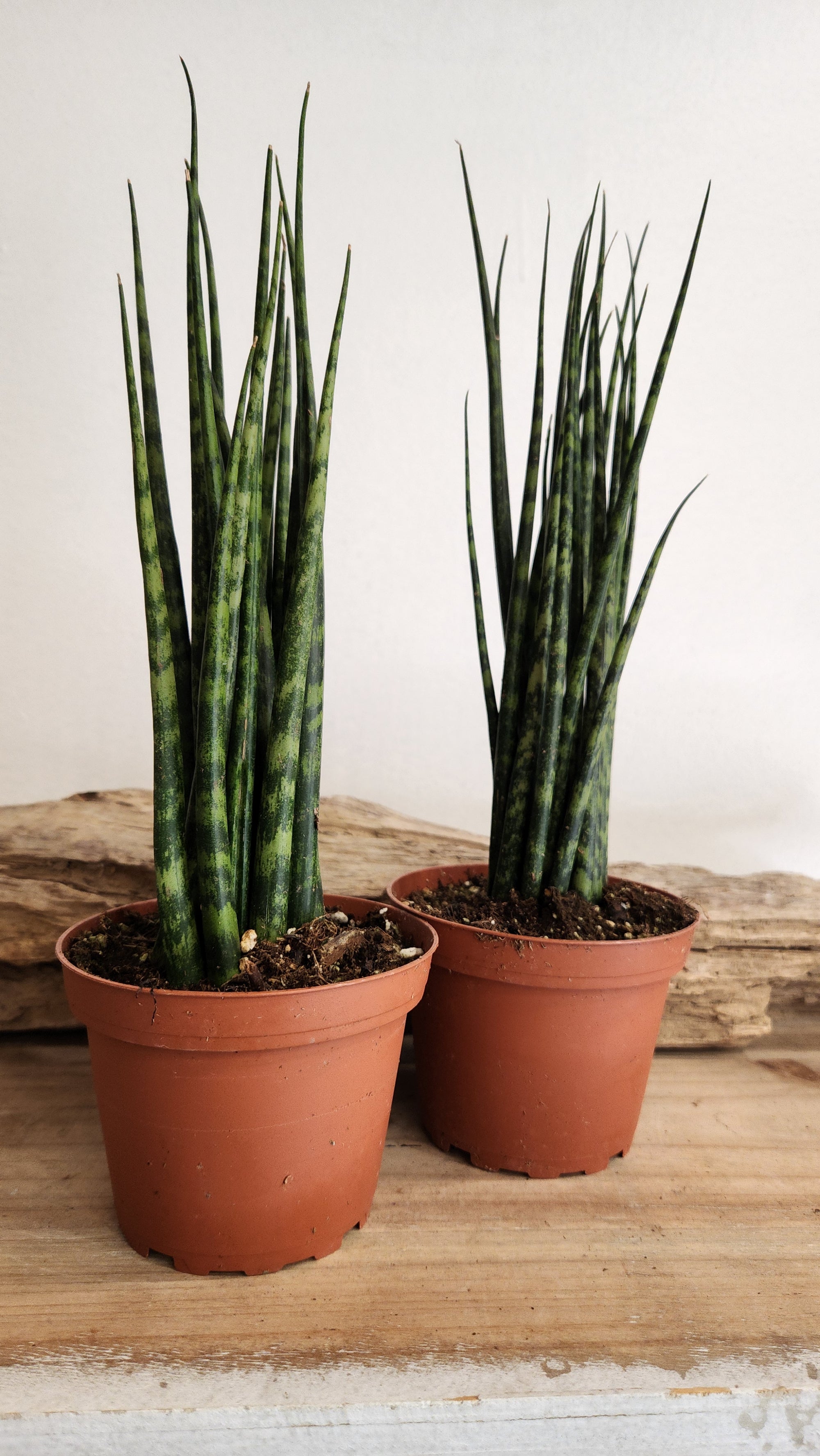 4" Sanseveria Fernwood Mikado